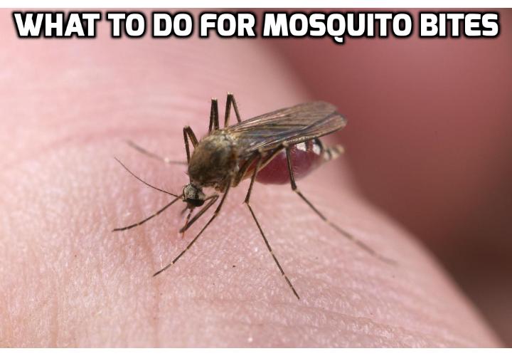 5 Home Remedies for Mosquito Bites Revealed Here - Ever get the feeling that you’re getting singled out when you go camping? If you do, here are 5 home remedies for mosquito bites you can use.