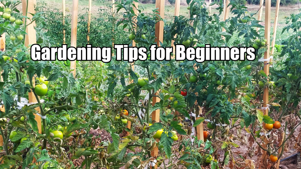 Here are 2 Ways to Avoid Using Pesticides and Commercial Fertilizer Forever - To truly help your garden thrive, and to avoid using pesticides and commercial fertilizer, here are 2 ways to achieve this by tapping into the environmentally friendly system of beneficial insects and companion planting.