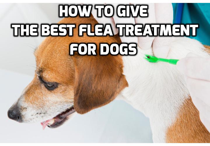 6 Ways to Naturally Prevent and Get Rid of Fleas on Dogs - Instead of constantly applying synthetic repellents which may contain harmful chemicals, there are natural substitutes you can turn to that can help you to get rid of fleas on dogs.
