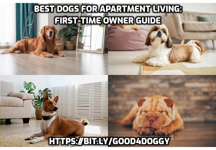 View of Best Dog Breeds for Apartment Living – Anti-Aging, Beauty, Health ...