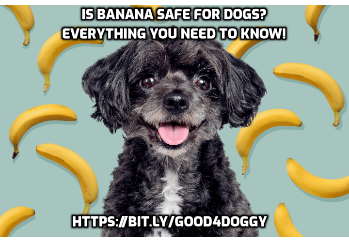 Photo inspiration: Are Bananas Safe For Dogs Your Ultimate Guide Photo Inspiration