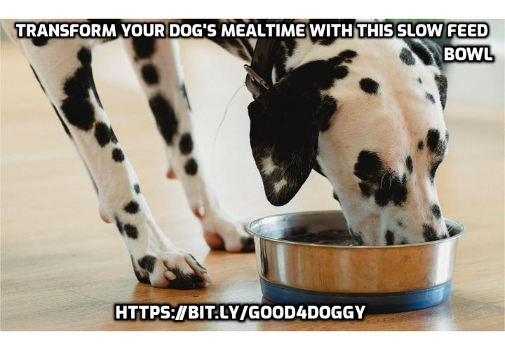 Fresh Look at Transform Your Dog S Mealtime With Slow Feed Bowls