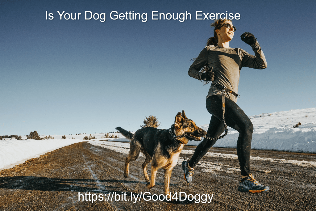 A dog getting enough daily exercise outdoors — key to good behavior and healthy weight