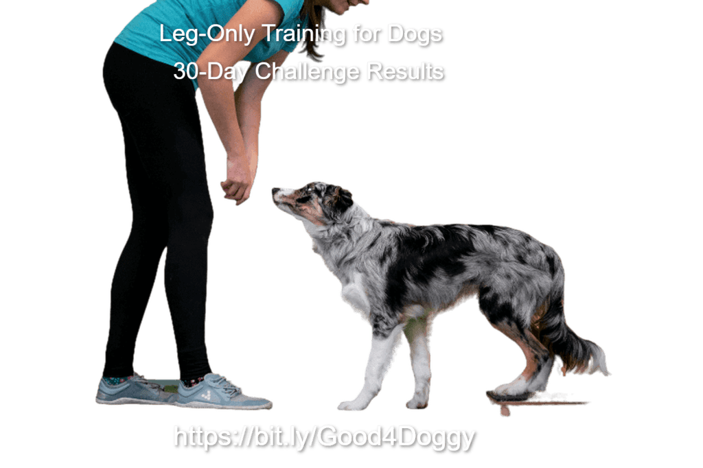 Leg-only training for dogs – 30-day challenge results showing improved mobility and strength