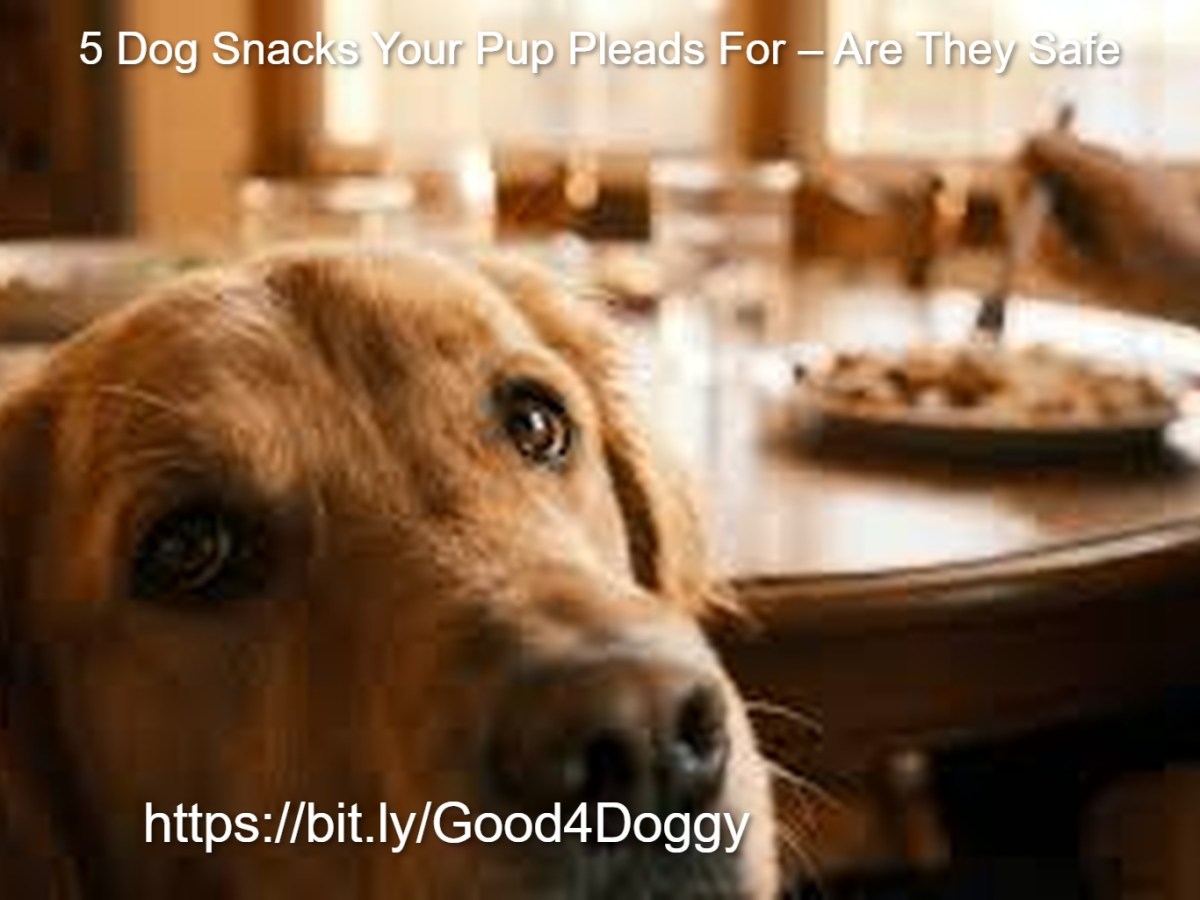 5 Dog Snacks Your Pup Loves: Safe or&nbsp;Toxic?