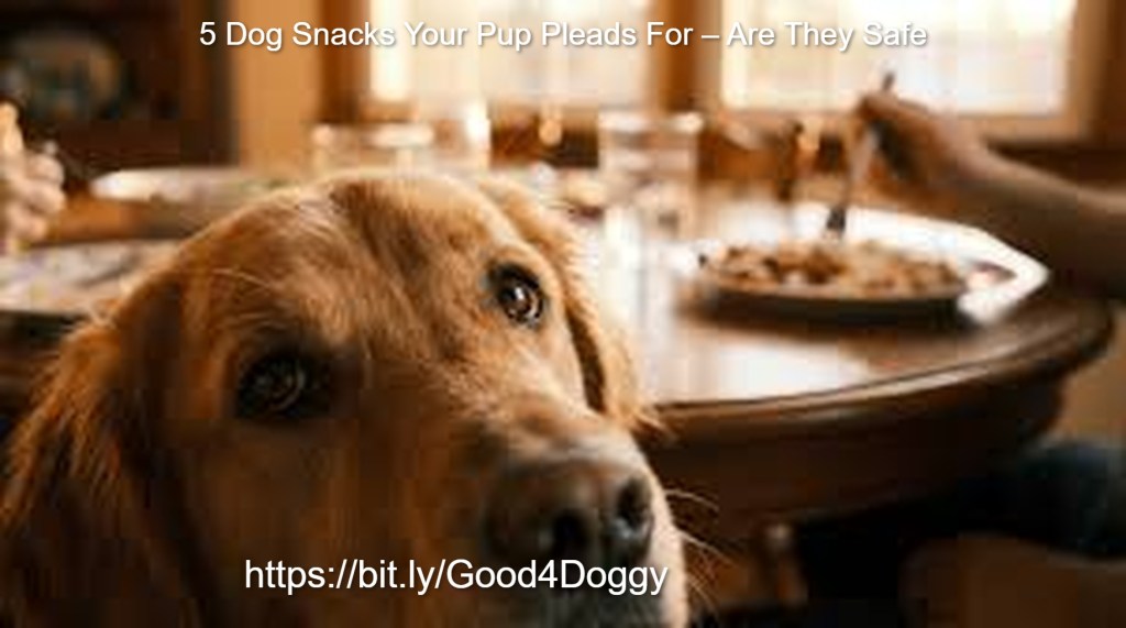 Discover the 5 dog snacks your pup pleads for, find out which are healthy dog treats and which hide toxic dangers, and learn dog nutrition tips, homemade dog treat ideas, and what not to feed dogs