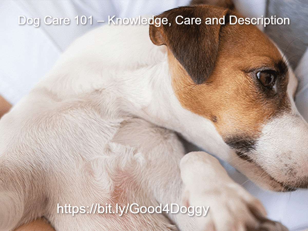 Essential Dog Care Tips Every Owner Should&nbsp;Know