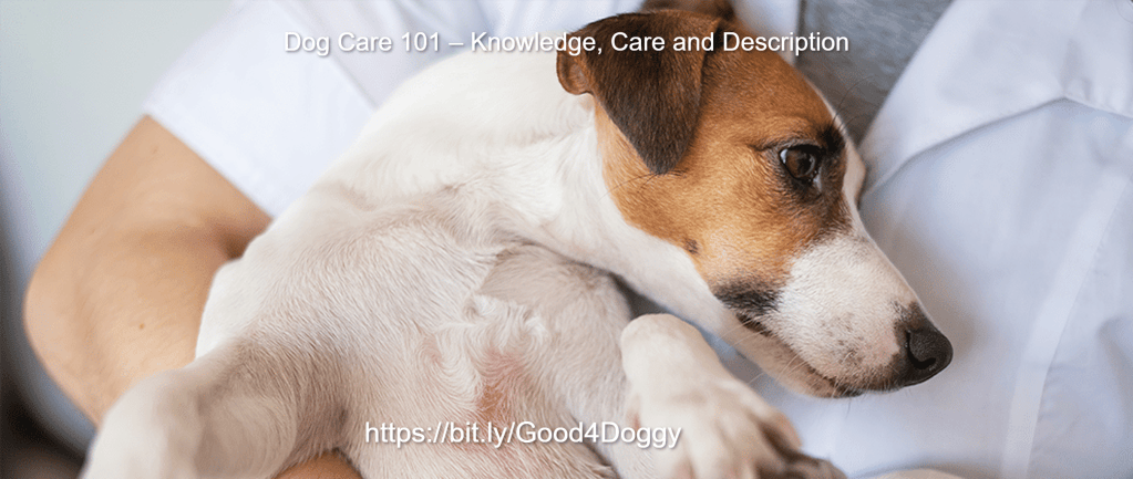 Discover the essential building blocks of responsible dog ownership, learn practical dog care tips that actually hold up in daily life, and find out how small, consistent habits around nutrition, training, grooming, and veterinary care add up to a genuinely healthy, happy dog