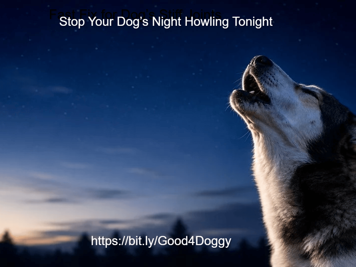 Dog Howling at Night? Find the Cause, Stop It&nbsp;Fast